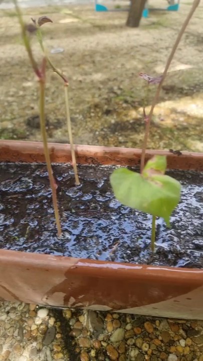 Mon Potager : Je plante mes patates douces ! #DailySeMetAuVert  (Exclusivité Dailymotion)