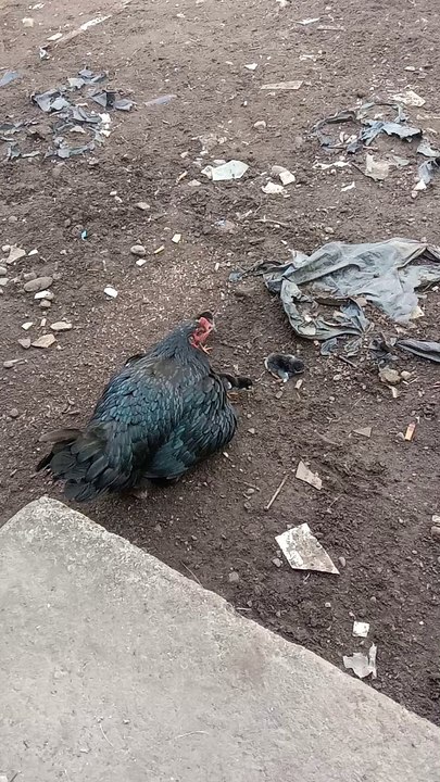 Induk dan anak ayam