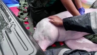 Pink dolphins rescued after becoming stranded in Bolivian river