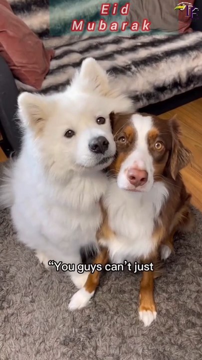 Just Funny video