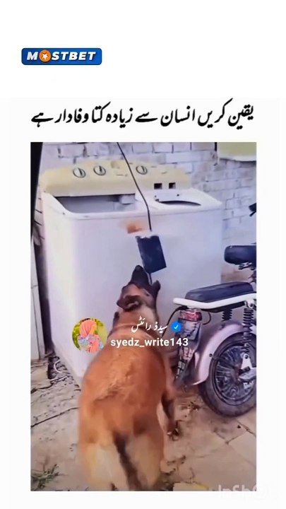 Great Dog