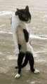 This Dancing Cat Is Taking Over Social Media!