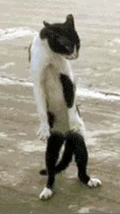 This Dancing Cat Is Taking Over Social Media!
