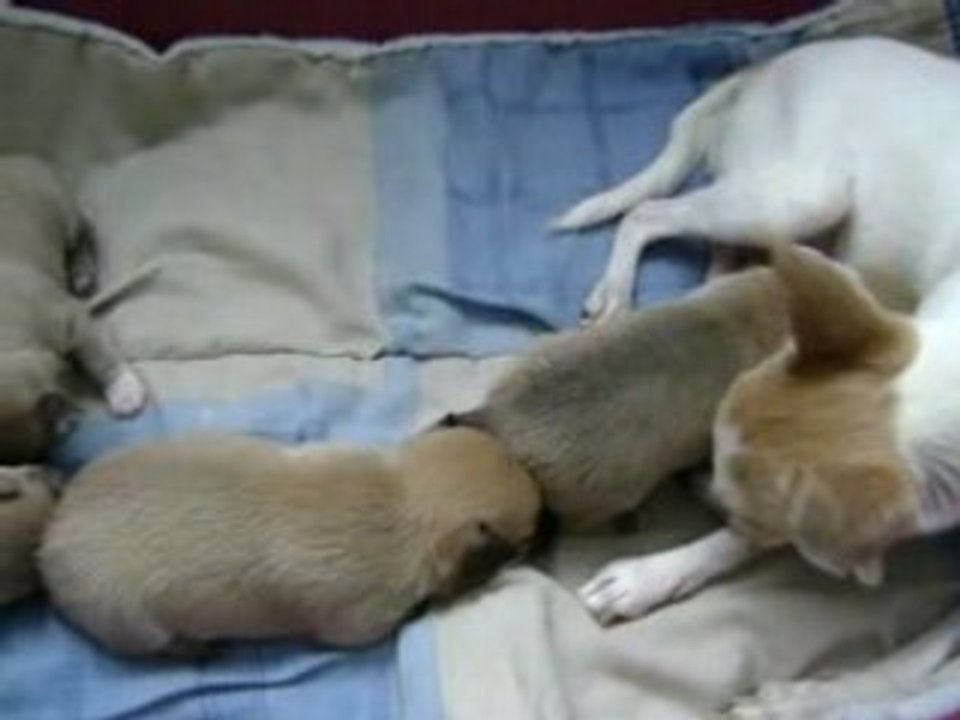Chihuahua