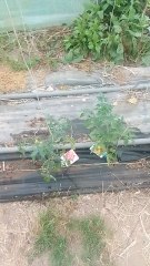 Voici mon jardin