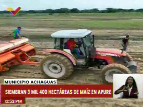 Apure | Más de 3 mil hectáreas de maíz son sembradas para el crecimiento productivo del país