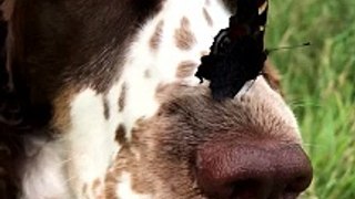Butterfly Lands on Adorable Pup's Nose