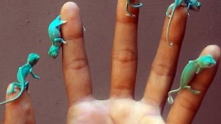 Baby Chameleons Hang Out  From the Vault
