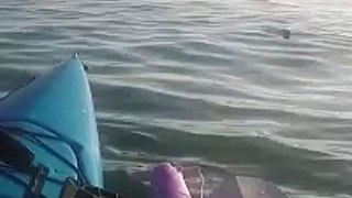 Amazing Iguana Swept at Sea Rescue  Hero of the Week