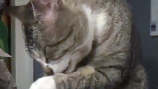 Cat Floored by Hearing New Language