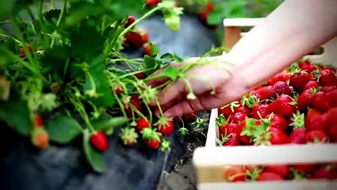 The Best 9 Fruits Loaded with Antioxidants for a Healthier Lifestyle