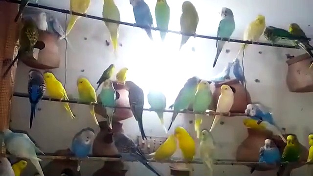Australian Parrots #Parakeets Parrtos # Budgies Parrots