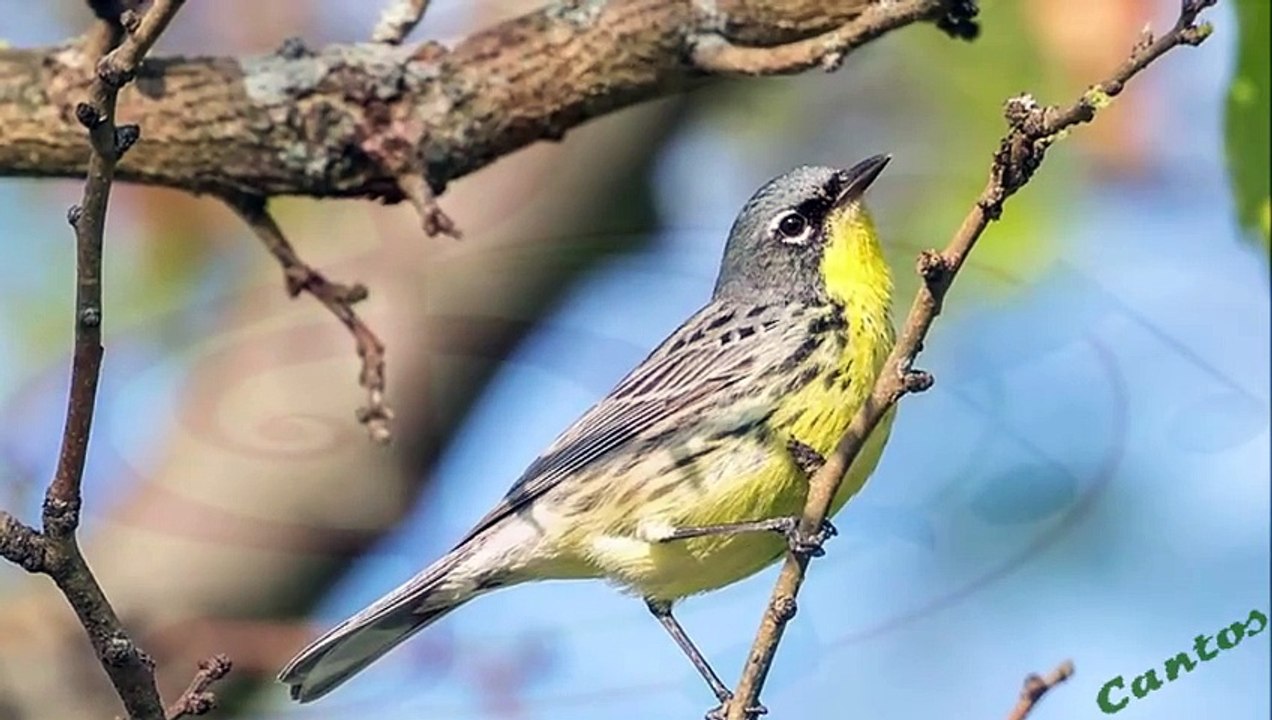 Canto de la Reinita de Kirtland