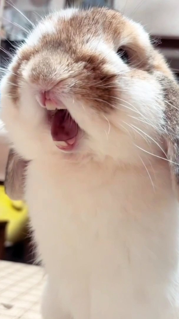 Rabbits lover