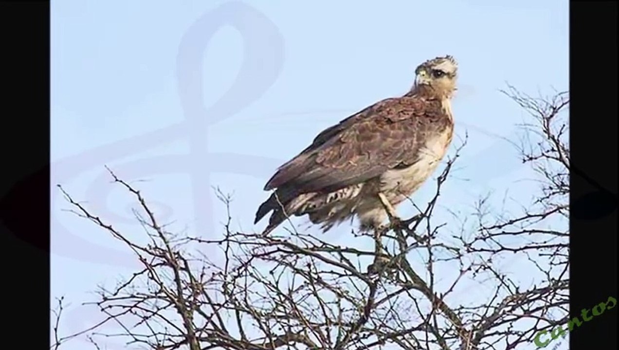 Canto del Aguila de Azara