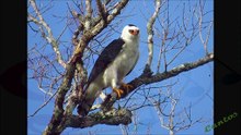 Canto del Aguila Viuda