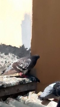 las palomas salen de su panal a el techo de la casa a tomar el sol #shorts andan espantadas
