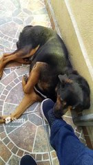 Panchito Descansando al Sol en el Patio  _ Un Día de Relajación Canina  #shorts