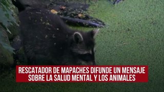 Rescatador de mapaches difunde un mensaje sobre la salud mental y los animales