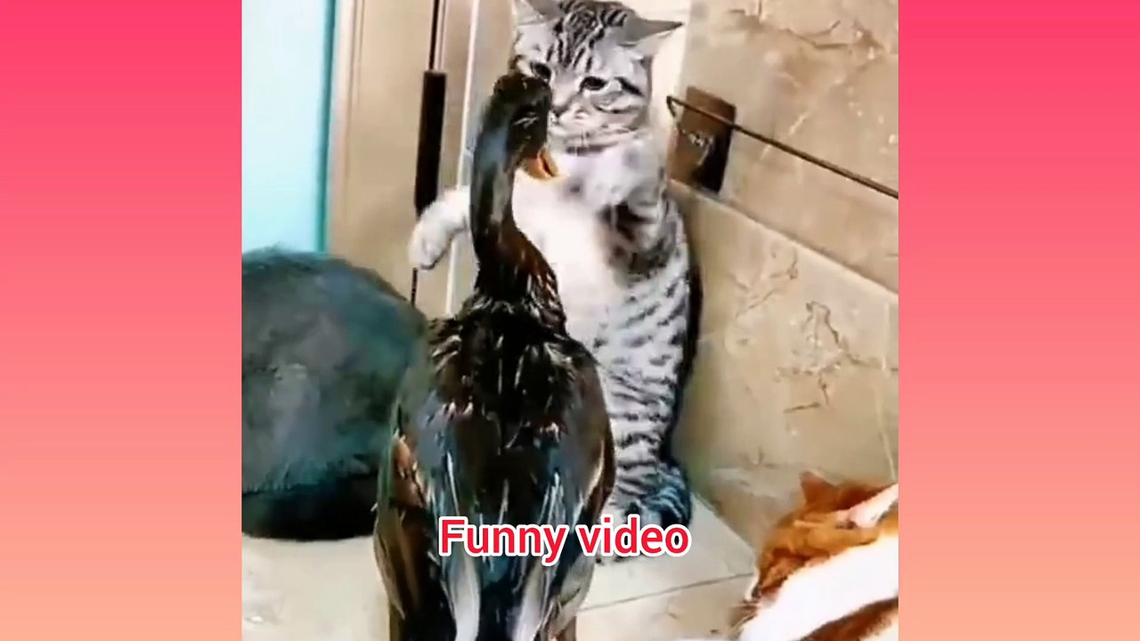 Bast funny video
