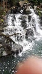 Animal parque sao paulo