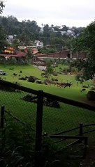 Animal parque sao paulo