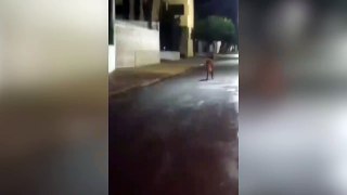 Lobo-guará é flagrado no centro de cidade