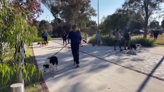 Million Paws Walk 2024 | The Border Mail | May 26, 2024