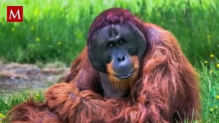 Científicos documentan por primera vez a un orangután curando su herida con una planta medicinal