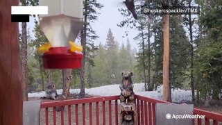 Hummingbird braves spring snow to enjoy meal