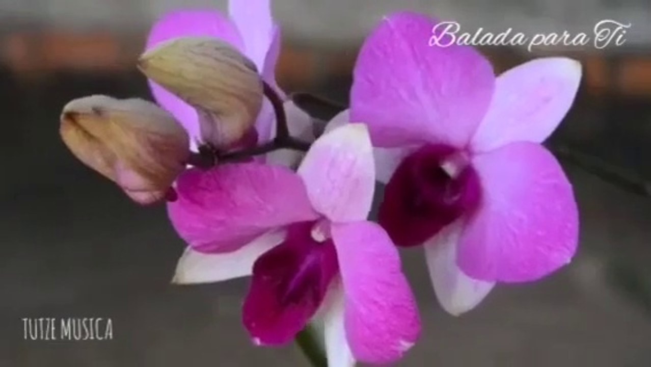 BALADA PARA TI