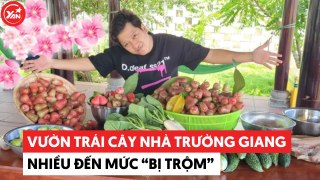 Vườn trái cây nhà Trường Giang - Nhã Phương nhiều đến mức mong “bị trộm” bớt