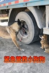 Mylove#animal#dog#beautiful#animals#lovehim#