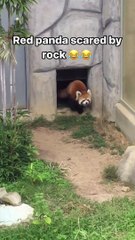 I am The Rock police officer, hands up you red panda