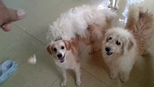 My Puppy 2