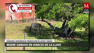 La producción de lácteos en Veracruz se enfrenta a una crisis debido a las altas temperaturas