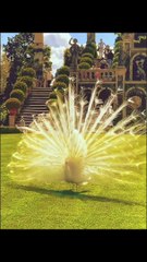 Amazing video beauty full brids