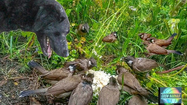 Wildlife Encounter: Songbirds’ Feast Interrupted by a Forest Predator