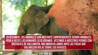 Los elefantes no deberían ser retratados en su hábitat natural