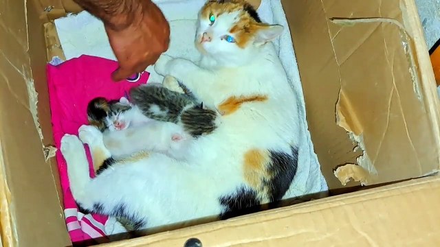 A mother cat breastfeeds her newborn kittens. Baby kittens are so cute.