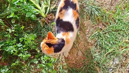 A male cat mates with a Pregnant Cat