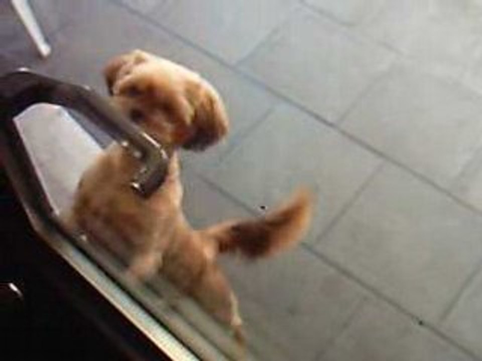 chien assez con lol
