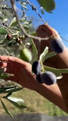 Olio Oro EVO nel Mediterraneo