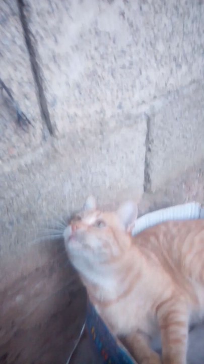 بسبوس قط  حذرته من السقوط لانه سقط من قبل لكنه أعاد السقوط مجدداً أنه مضحك