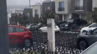 Un événement très étrange s'est produit au Mexique où des milliers d'oiseaux se sont rassemblés dans les rues, un phénomène étrange qui n'avait jamais été observé auparavant par la population locale.