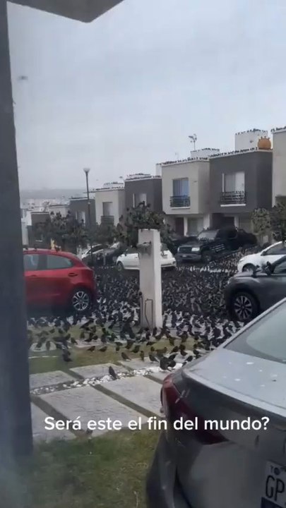 Un événement très étrange s'est produit au Mexique où des milliers d'oiseaux se sont rassemblés dans les rues, un phénomène étrange qui n'avait jamais été observé auparavant par la population locale.