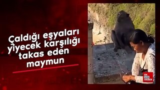 Çaldığı eşyaları yiyecek karşılığı takas eden maymun