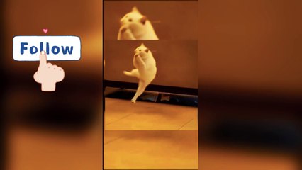 Best Funniest Animal Videos 2024  - When Your Dogs And Cats as Your Daily Dose of Joy