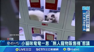 Un distributeur de chats en Chine