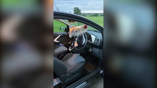 Woman rescues cockerel after it flew through her car window